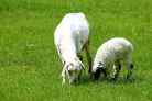 羊年犯太岁生肖及属羊的佩戴事宜